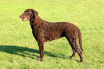 Photo Curly-Coated Retriever