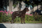 Photo Curly-Coated Retriever
