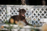 Photo Curly-Coated Retriever