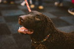Photo Curly-Coated Retriever