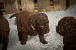 Photo Curly-Coated Retriever