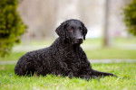 Un Curly-Coated Retriever noir couché dans l'herbe