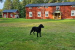 Un Curly-Coated Retriever sur un terrain gazonné 