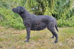 Un Curly-Coated Retriever sur une surface herbacée 