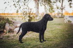 Un Curly-Coated Retriever sur une surface gazonnée 