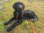 Un Curly-Coated Retriever allongé sur une surface gazonnée et qui est tenu en laisse 