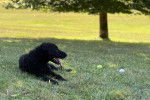 Un Curly-Coated Retriever allongé sur un surface gazonnée 