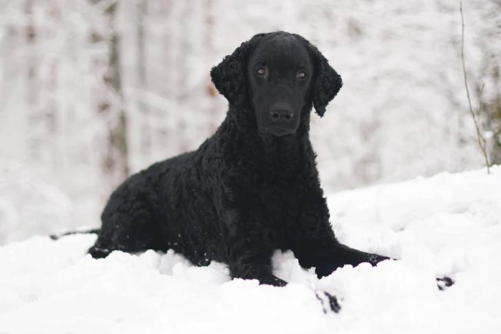 Photo Curly-Coated Retriever