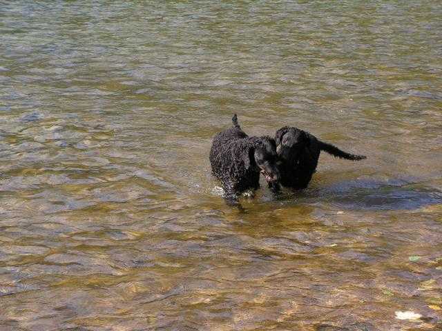 Curly coated retriever - Curly-Coated Retriever
