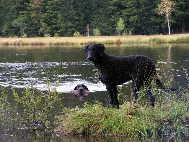 Curly coated retriever - Curly-Coated Retriever