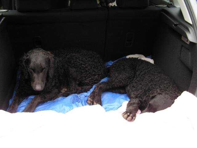 Curly coated retriever - Curly-Coated Retriever