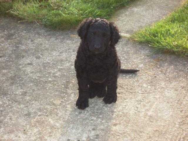 Curly coated retriever - Curly-Coated Retriever