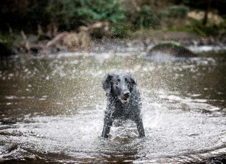 Photo Curly-Coated Retriever