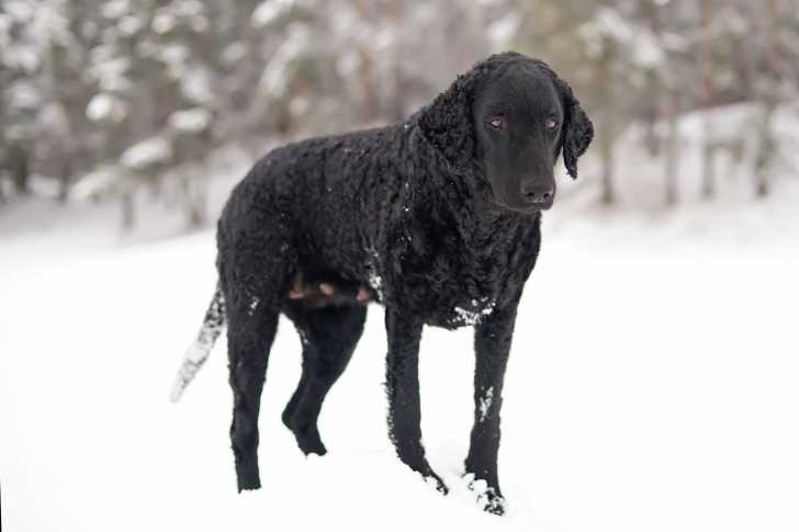 Photo Curly-Coated Retriever