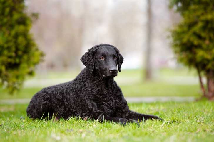 Photo Curly-Coated Retriever