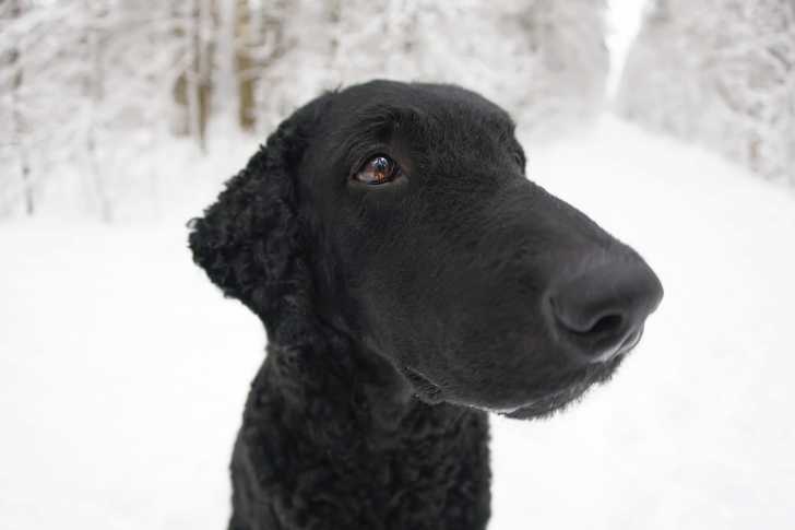Photo Curly-Coated Retriever