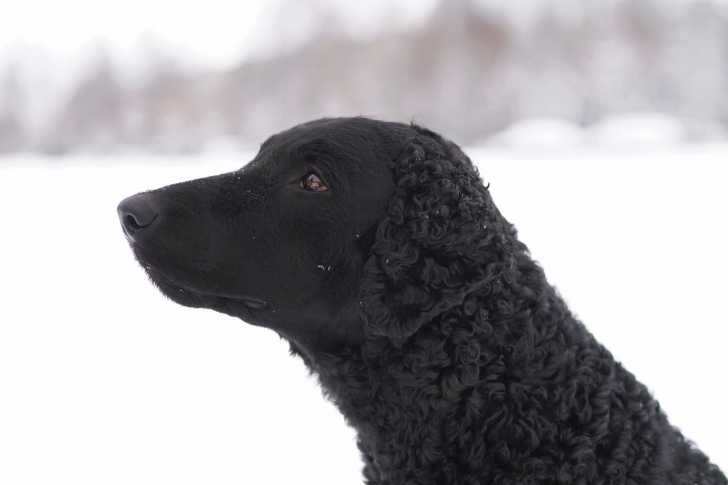 Photo Curly-Coated Retriever