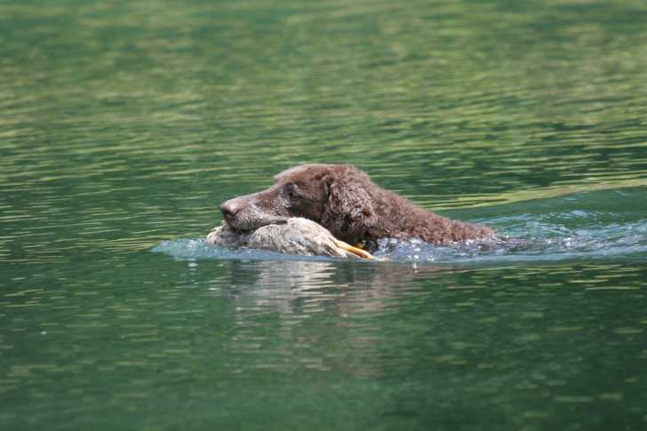 Photo Curly-Coated Retriever