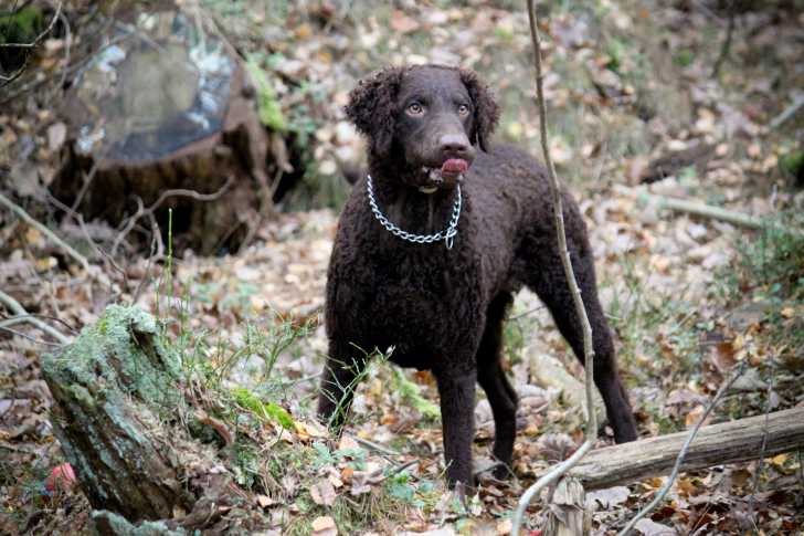 Photo Curly-Coated Retriever