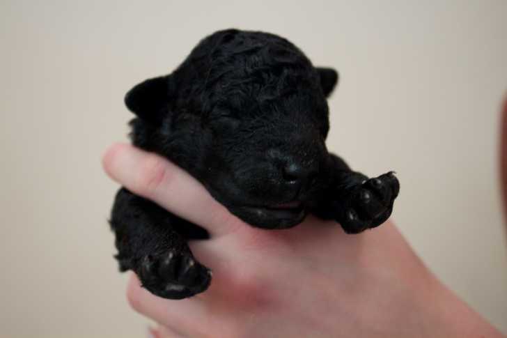 Photo Curly-Coated Retriever