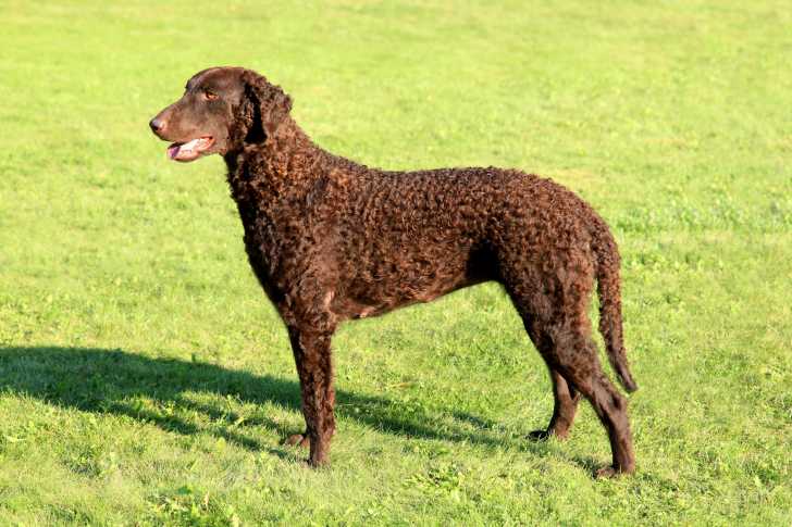 Photo Curly-Coated Retriever