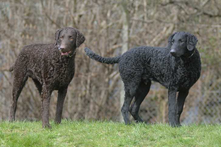 Photo Curly-Coated Retriever