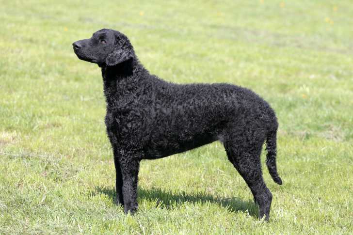 Photo Curly-Coated Retriever