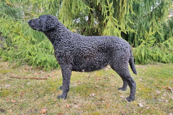 Un Curly-Coated Retriever sur une surface herbacée 