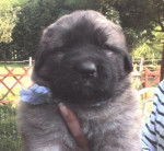 Lion d'Occitanie - Lion d'Occitanie