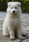 calypso - Berger Blanc Suisse