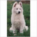 Amour - Berger Blanc Suisse (12 ans)