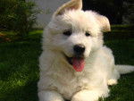 Bianca - Berger Blanc Suisse (3 mois)
