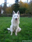 Neige - Berger Blanc Suisse Mâle (2 ans)