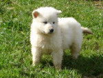 shiro - Berger Blanc Suisse (6 mois)