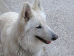 Eclair - Berger Blanc Suisse Mâle (5 ans)