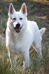 Syrius - Berger Blanc Suisse Mâle (5 ans)