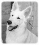 Denzo - Berger Blanc Suisse Mâle (8 mois)