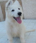 blanco - Berger Blanc Suisse Mâle (8 mois)