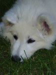 Heasy - Berger Blanc Suisse (3 mois)