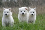 diego,malie,moitou - Berger Blanc Suisse (2 mois)