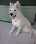 helios - Berger Blanc Suisse Mâle (6 mois)