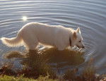 beber - Berger Blanc Suisse