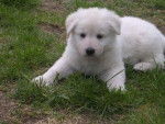 Fly - Berger Blanc Suisse Mâle (4 mois)