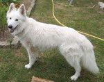 Eclair 2 - Berger Blanc Suisse Mâle (5 ans)