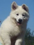 Evita Peron - Berger Blanc Suisse (5 mois)