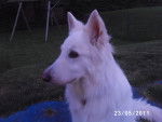 pupuce - Berger Blanc Suisse (8 ans)