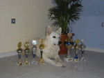 Dean - Berger Blanc Suisse Mâle (11 ans)