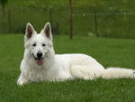 Chouchou - Berger Blanc Suisse Mâle (2 ans)