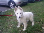 Hadès - Berger Blanc Suisse Mâle (4 mois)