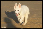Elboy - Berger Blanc Suisse Mâle (3 mois)